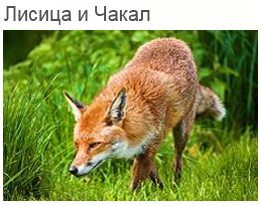 Лисица и Чакал