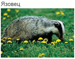 Язовец