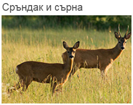 Сръндак и сърна