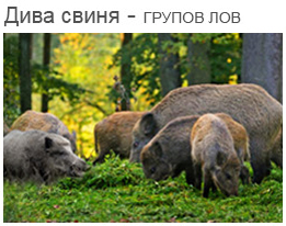 Дива свиня - групов лов