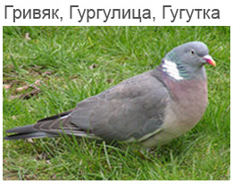 Гривяк, Гургилуца, Гугутка
