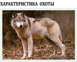 Title wolf