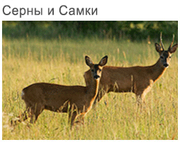 Deer and roe