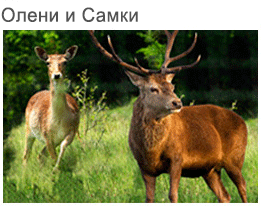 Deer and doe