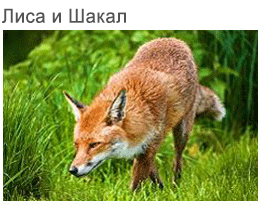foxes and jackals