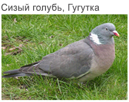 wood pigeon, turtle-dove and dove