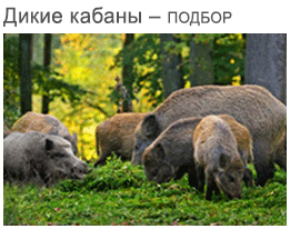 Picture wild pigs