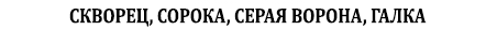 Скворец, сорока, серая ворона, галка