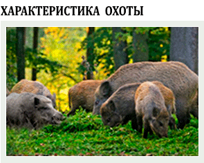 индивидуально подобранная и групповая охота на диких свиней